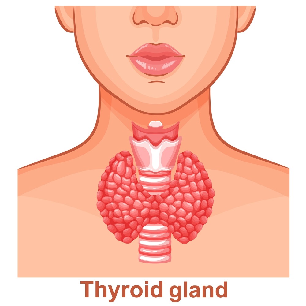 Read more about the article أورام الغدة الدرقية